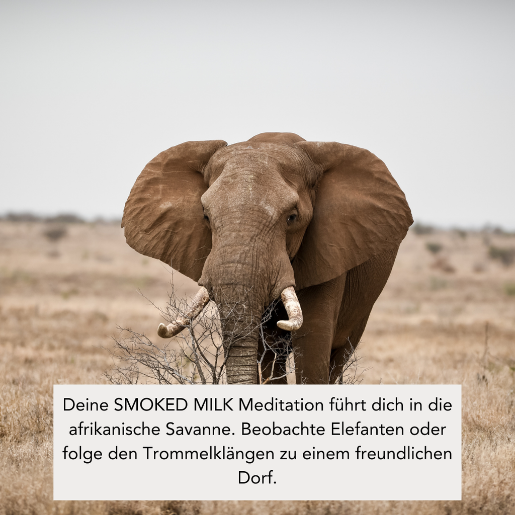 SMOKED MILK (300g Kerze) MEDITATION: Safari durch Afrika